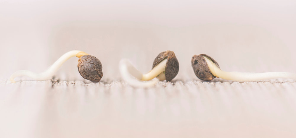 cannabis seeds germinating