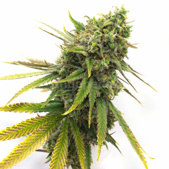San Fernando Valley Kush Feminized Cannabis Seeds