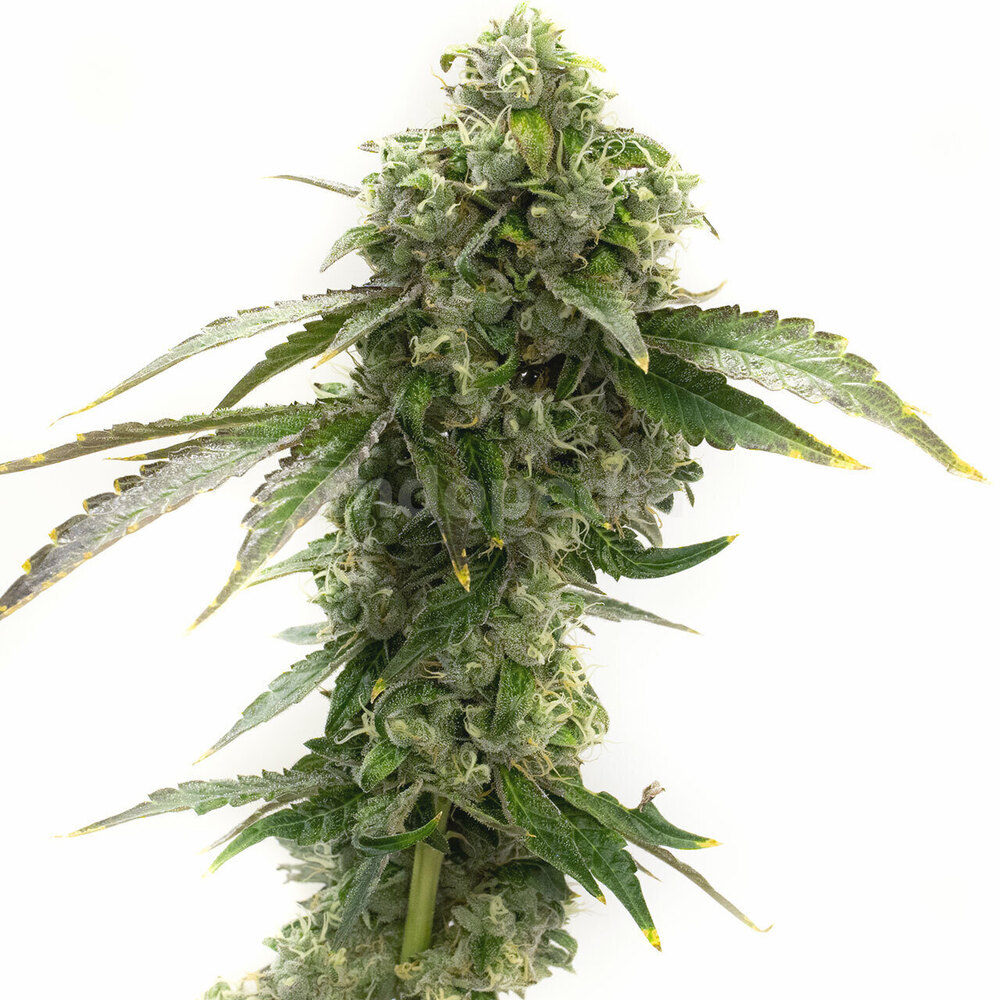 cheese-feminized-cannabis-seeds-1x1.jpg