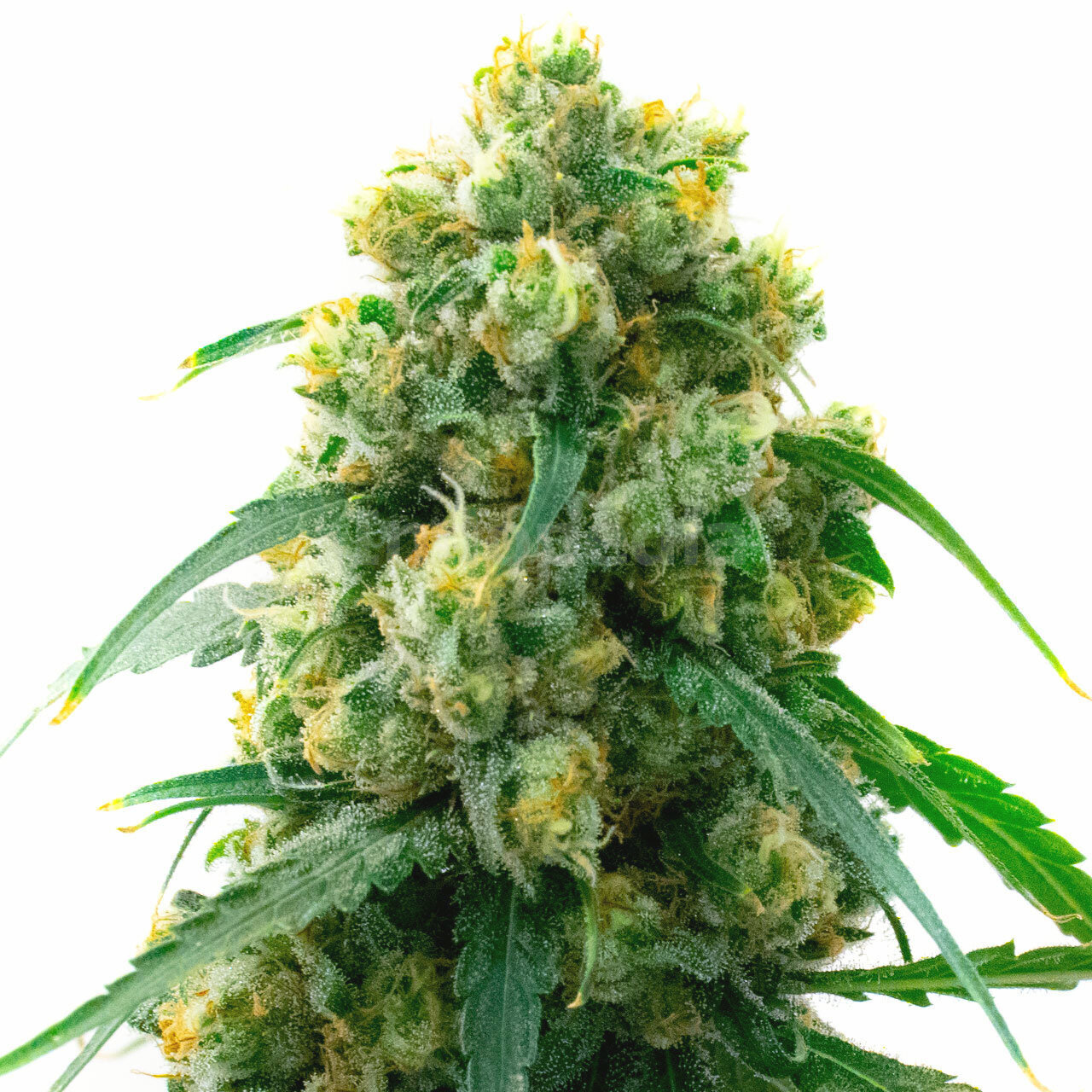 3 Kings Feminized Cannabis Seeds