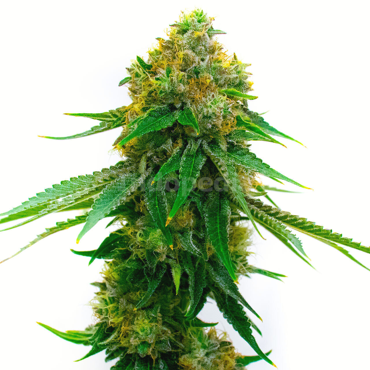 5 Alive Feminized Cannabis Seeds