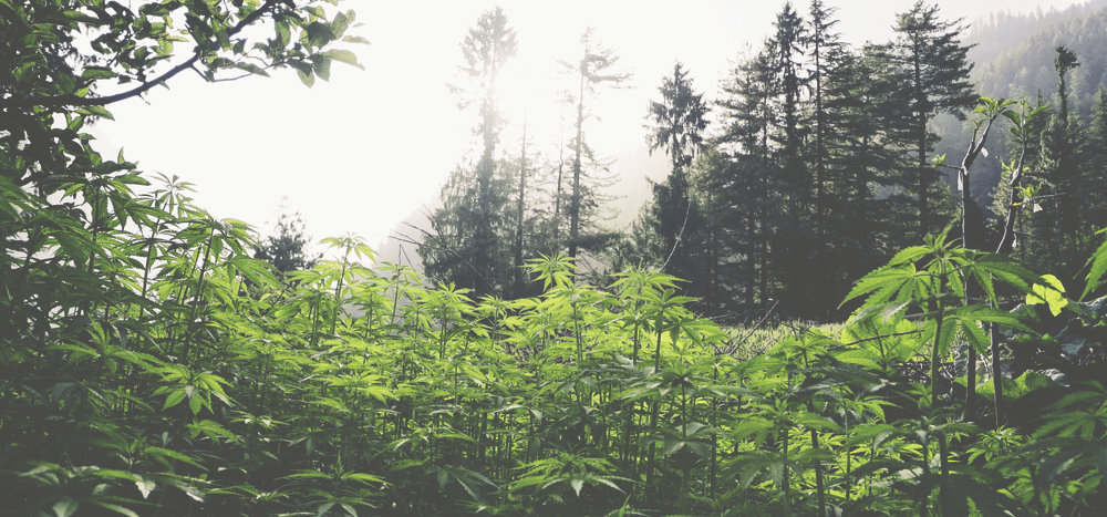 Landrace cannabis field in Parvati Valley, India