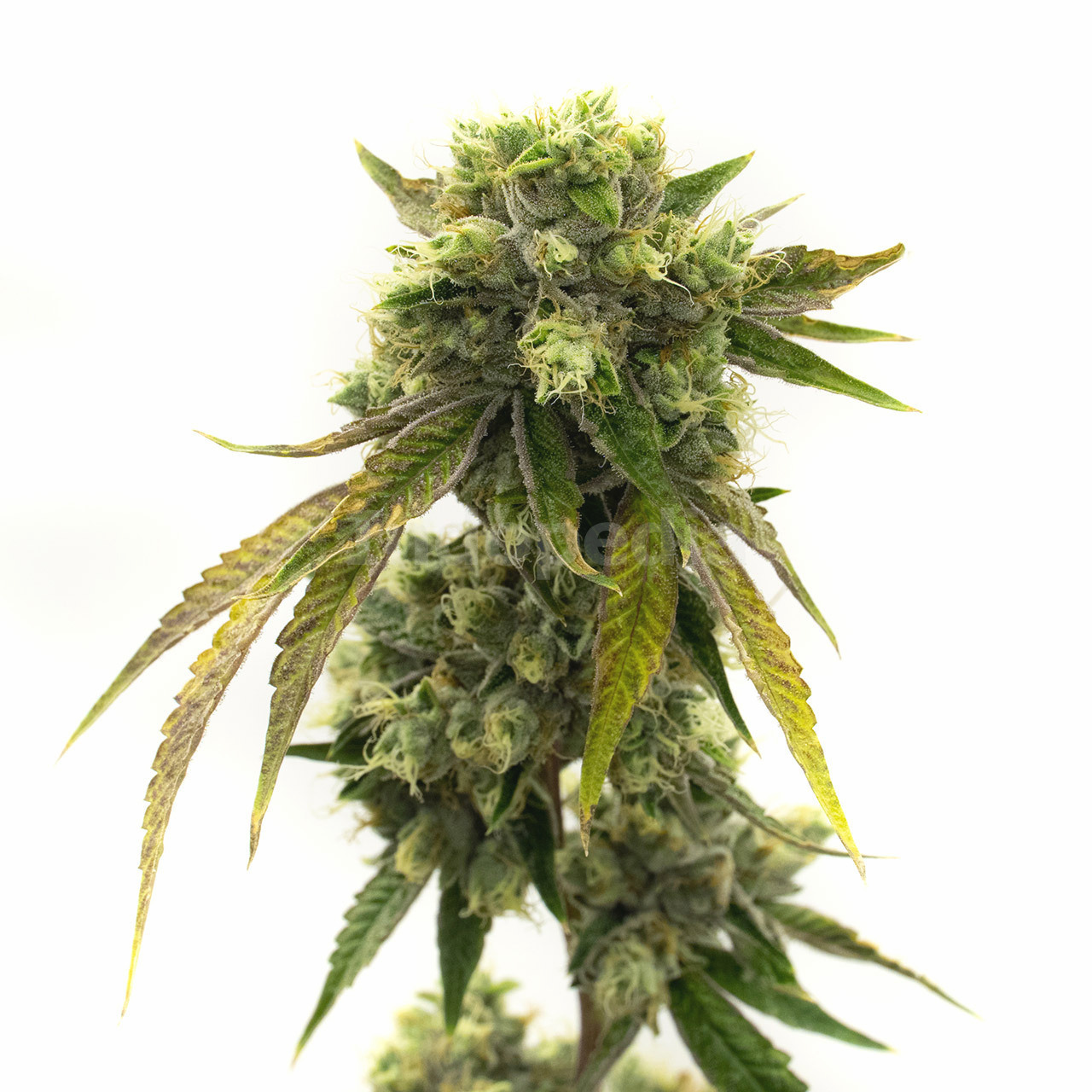 Afghan Autoflower Cannabis Seeds