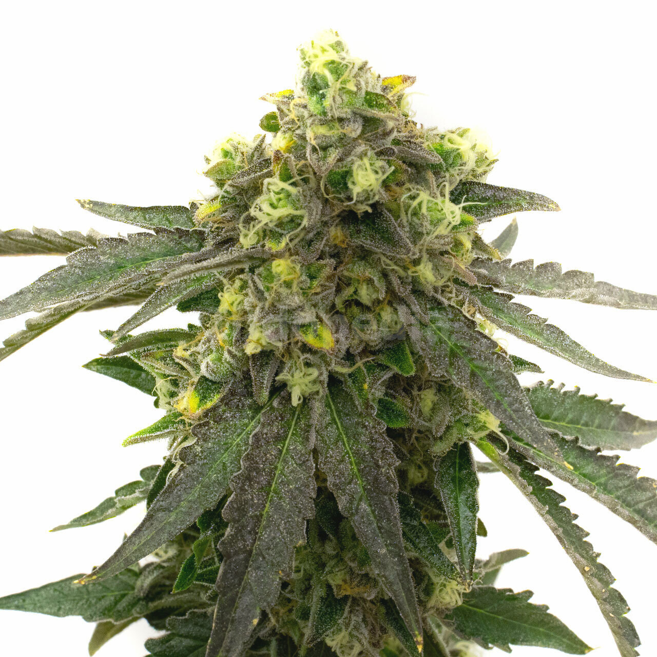 Afghan Kush Feminized Cannabis Seeds