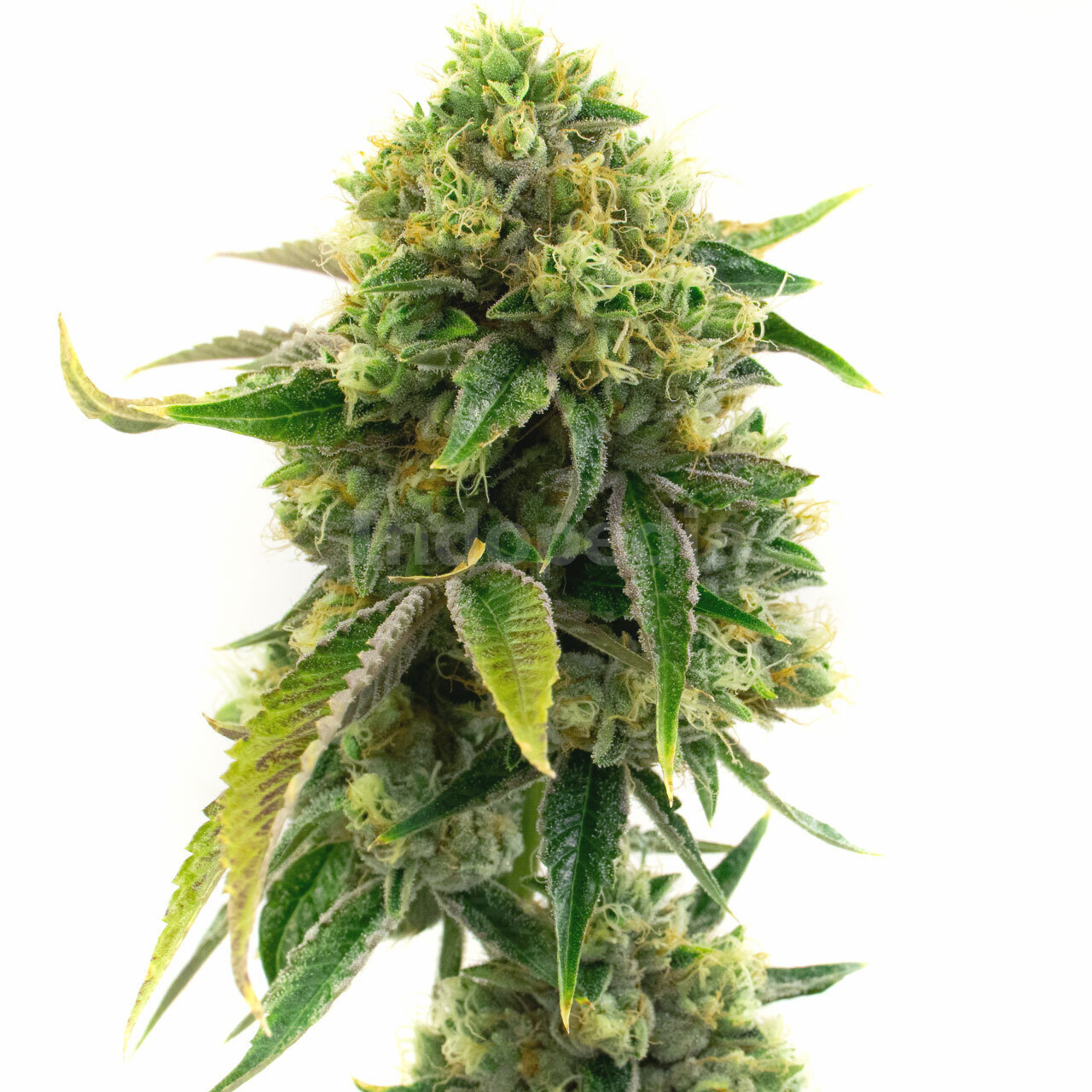 AK-47 Feminized Cannabis Seeds