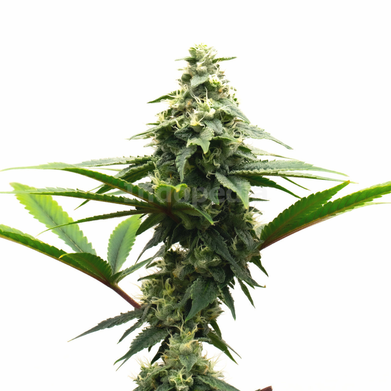 Alaskan Thunderfuck Feminized Cannabis Seeds