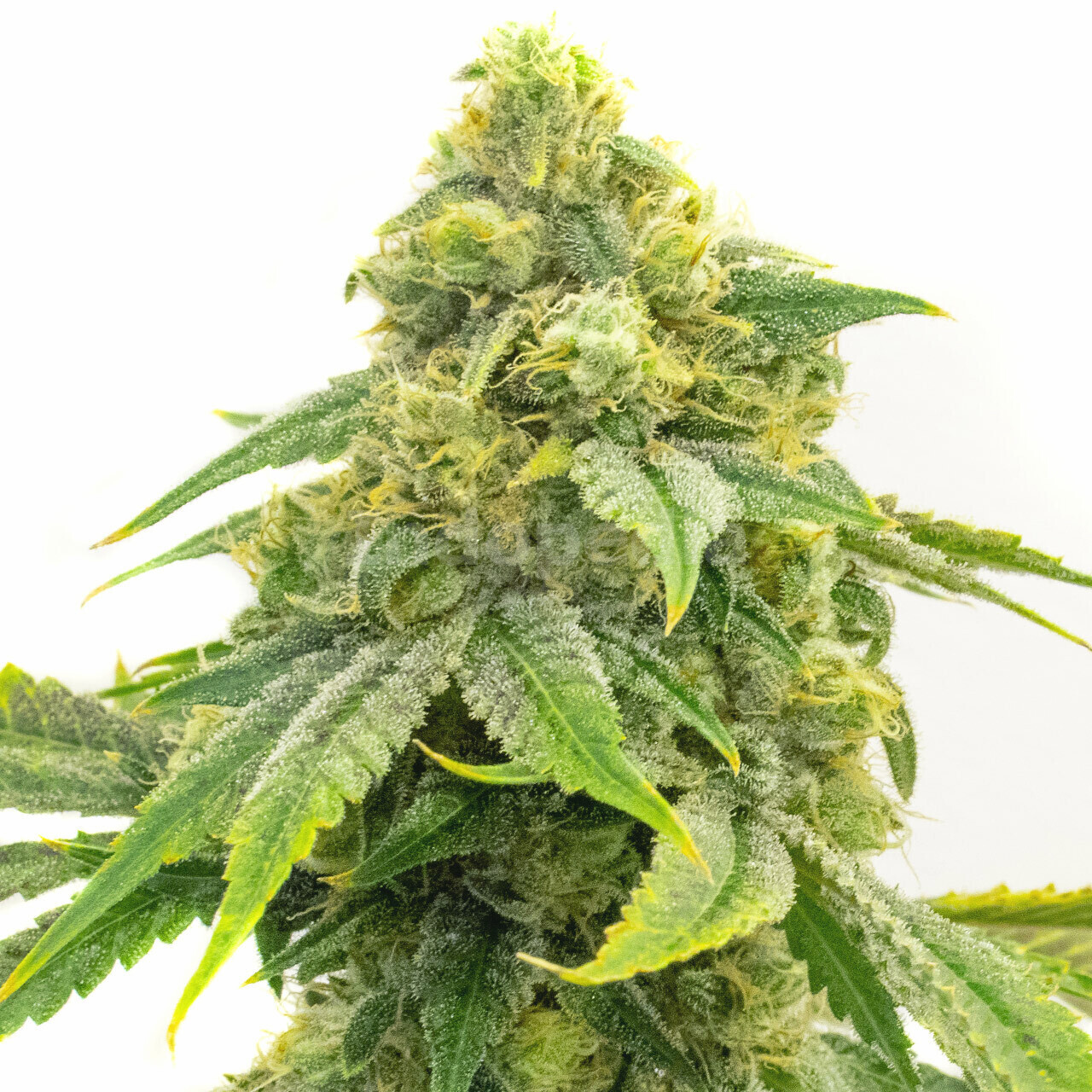 Alien OG Feminized Cannabis Seeds