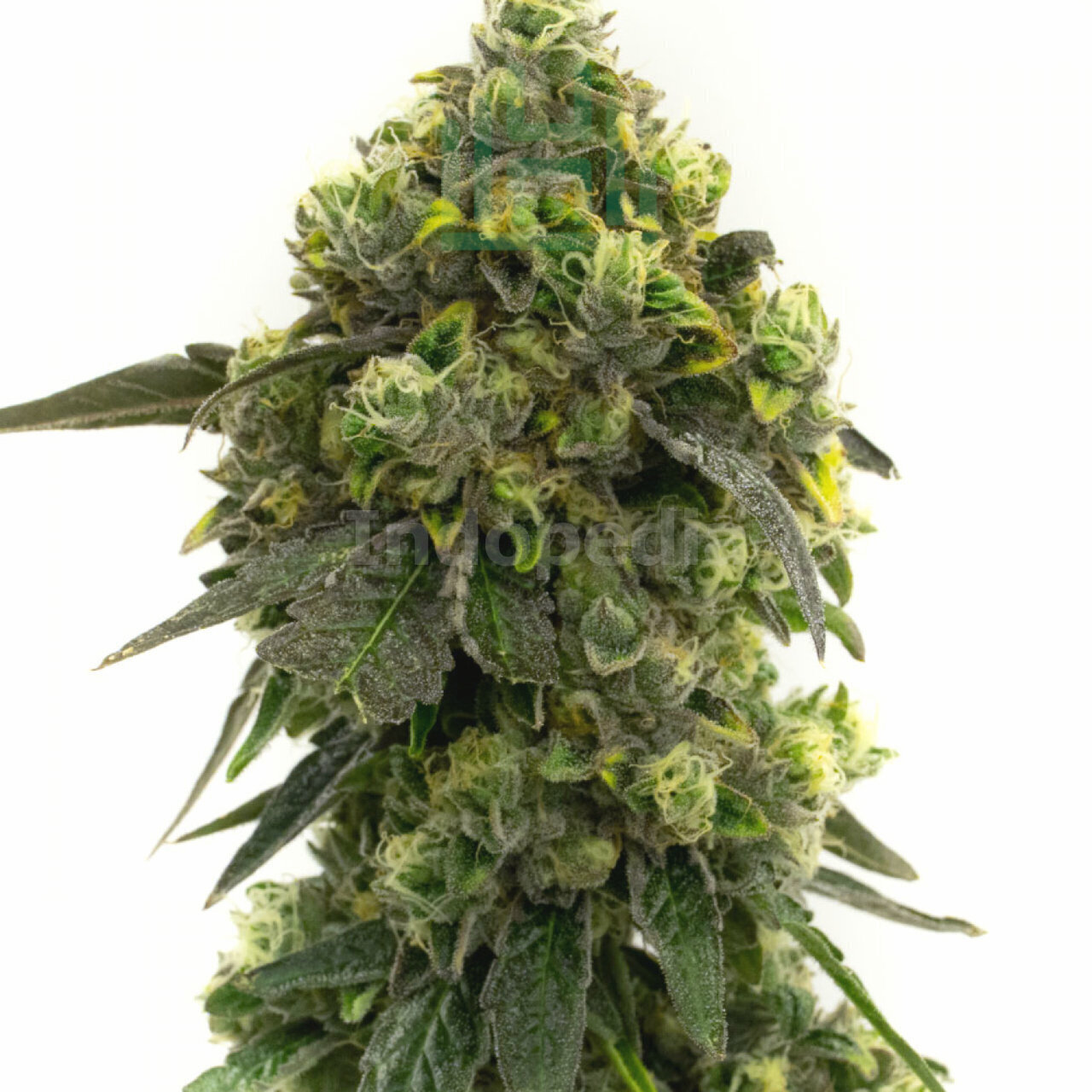 Alien Technology Feminized Cannabis Seeds