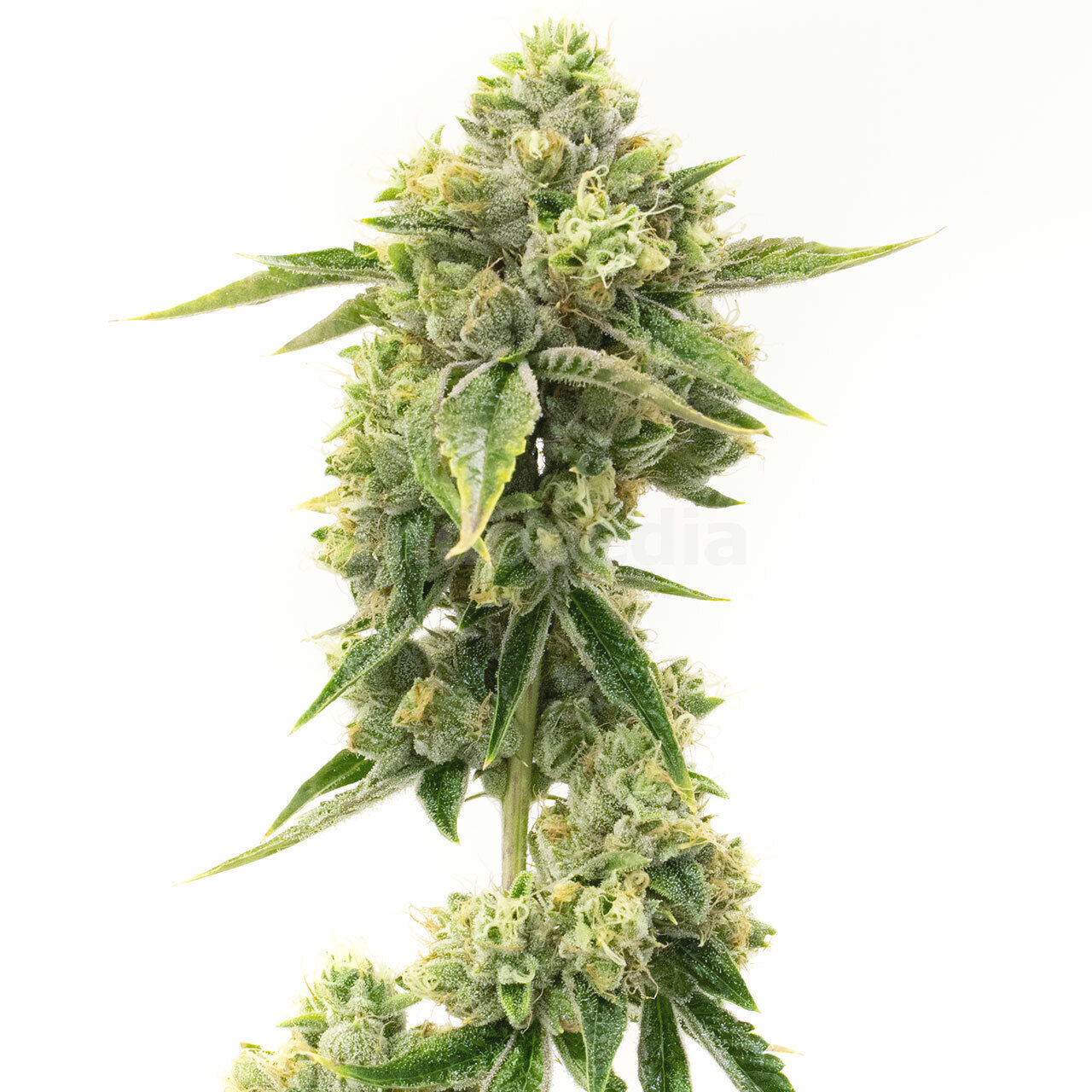 Amnesia Autoflower Cannabis Seeds