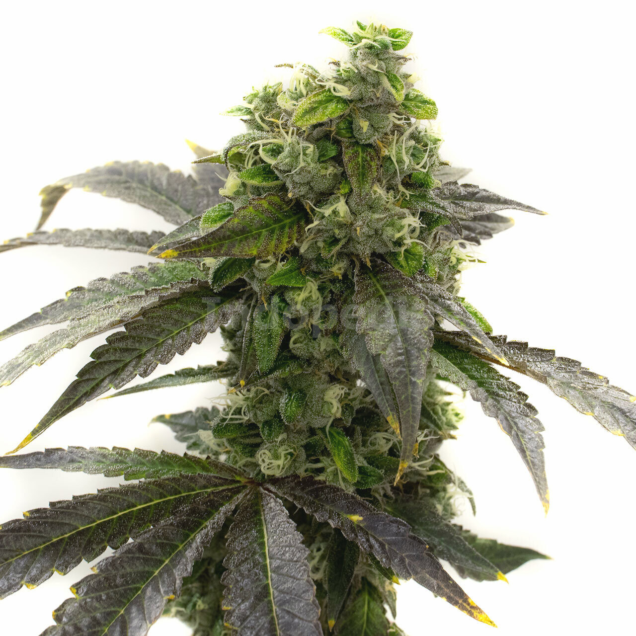 Amnesia Fast Version Cannabis Seeds