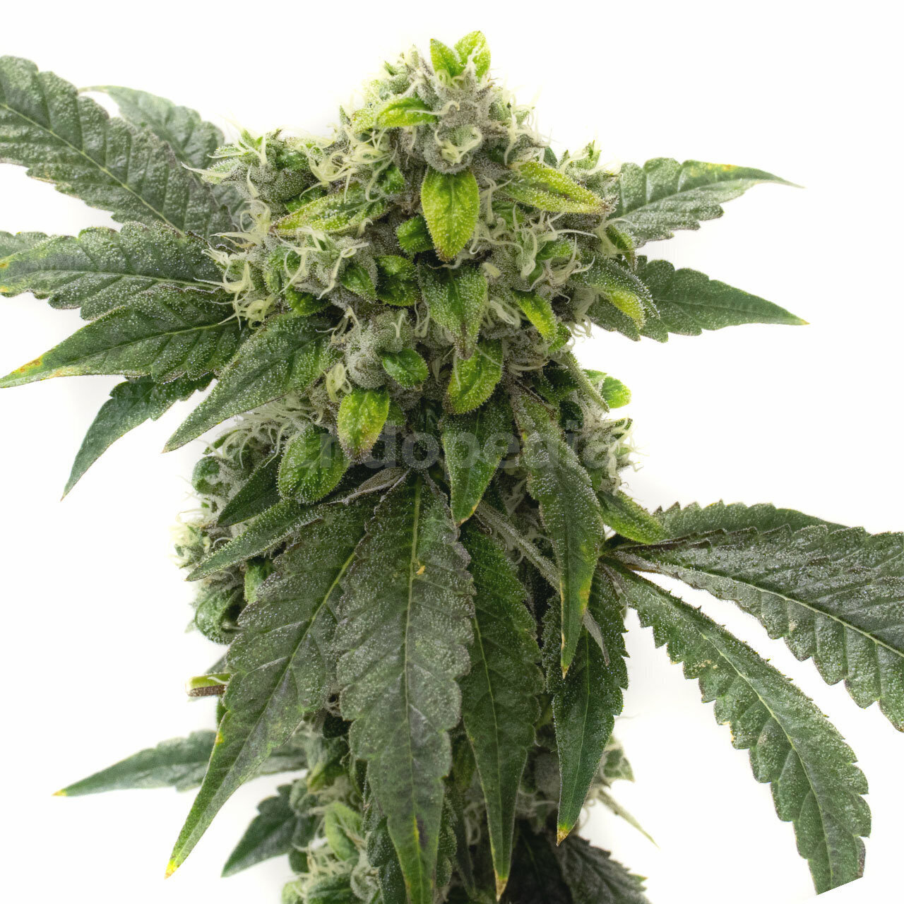 Amnesia Haze Feminized Cannabis Seeds