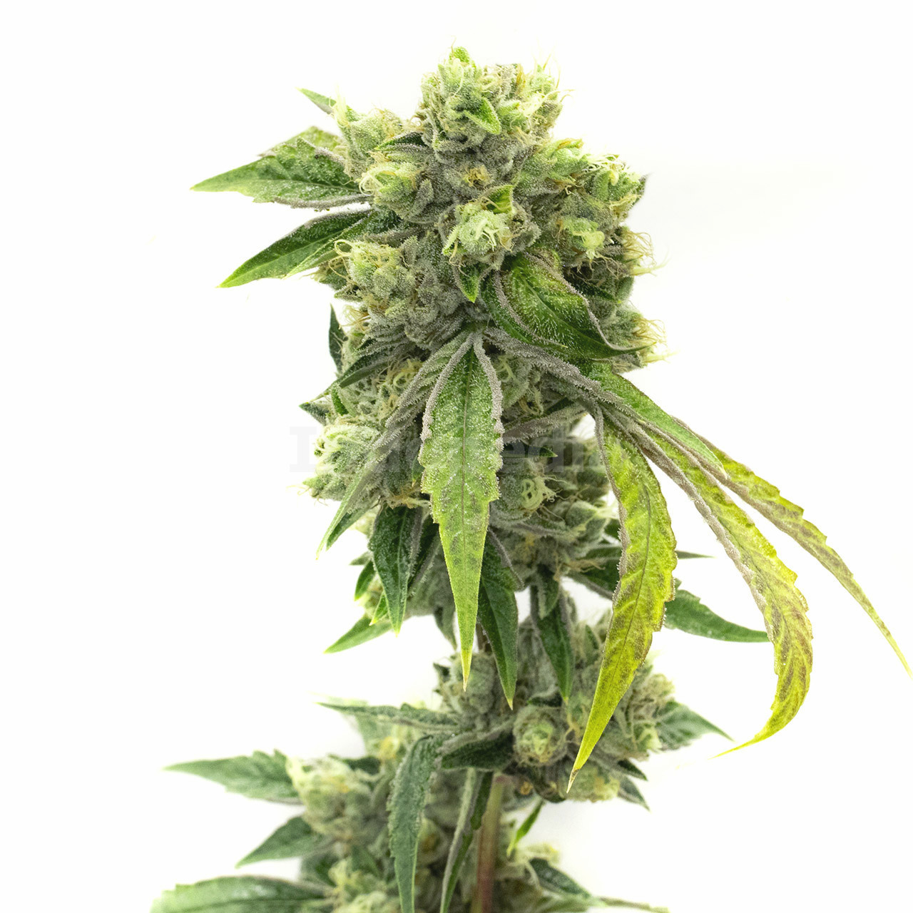 Amnesia Kush Feminized Cannabis Seeds