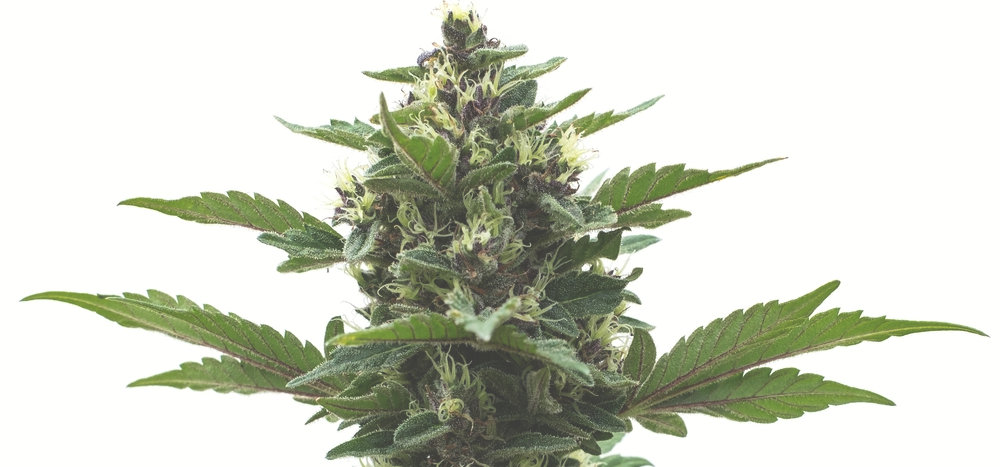 autoflower cannabis plant with buds