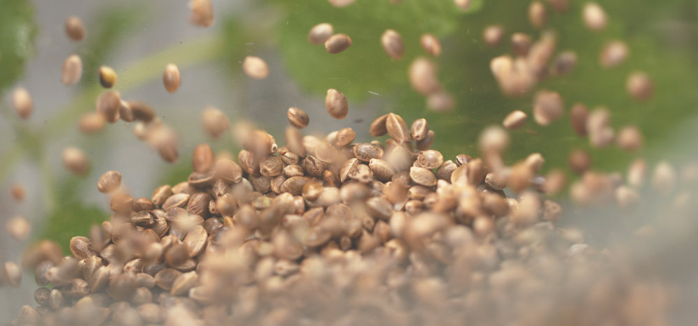 autoflower cannabis seeds being processed