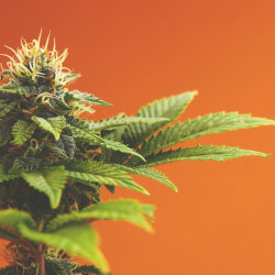 autoflower seeds cannabis plant