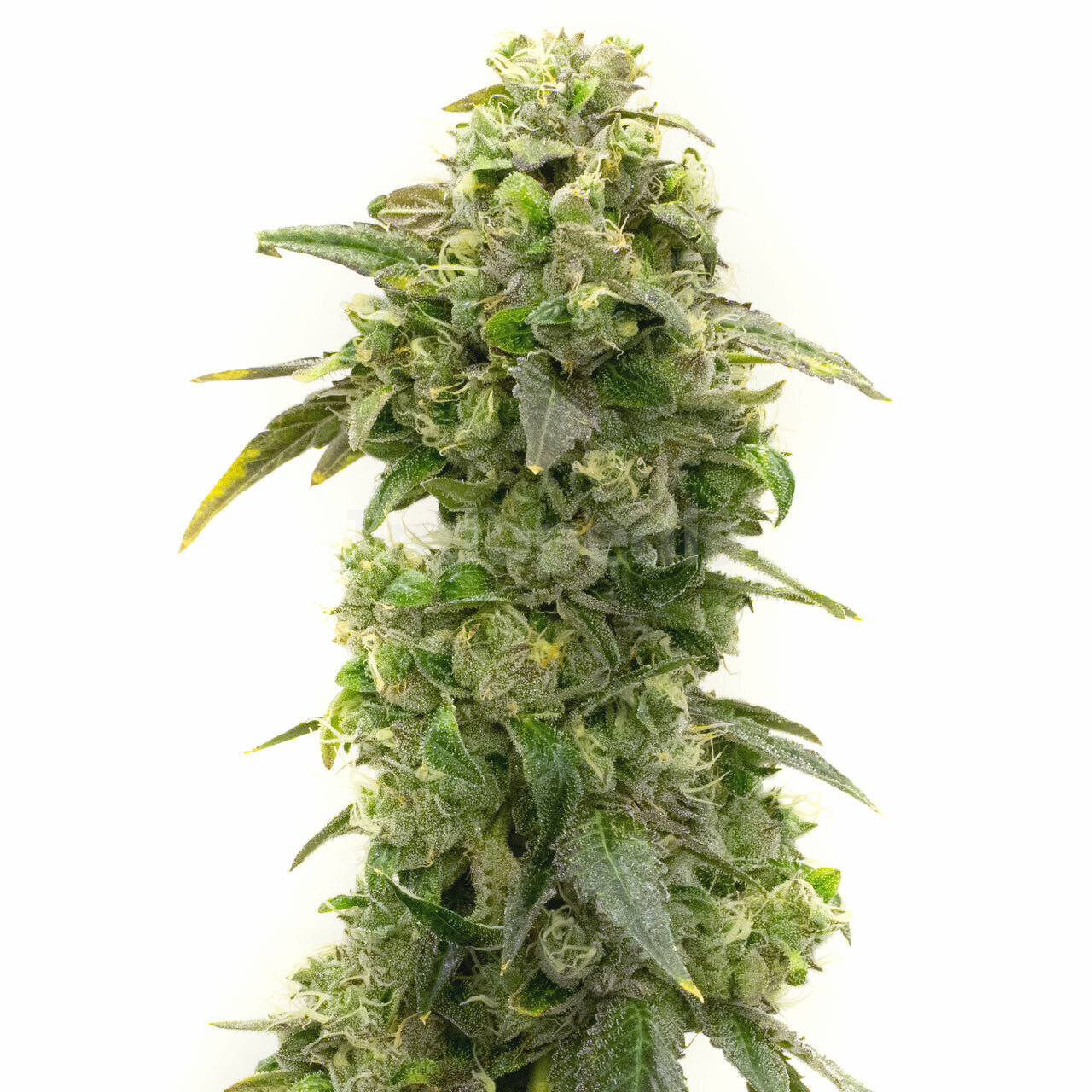 Banana Kush Feminized Cannabis Seeds