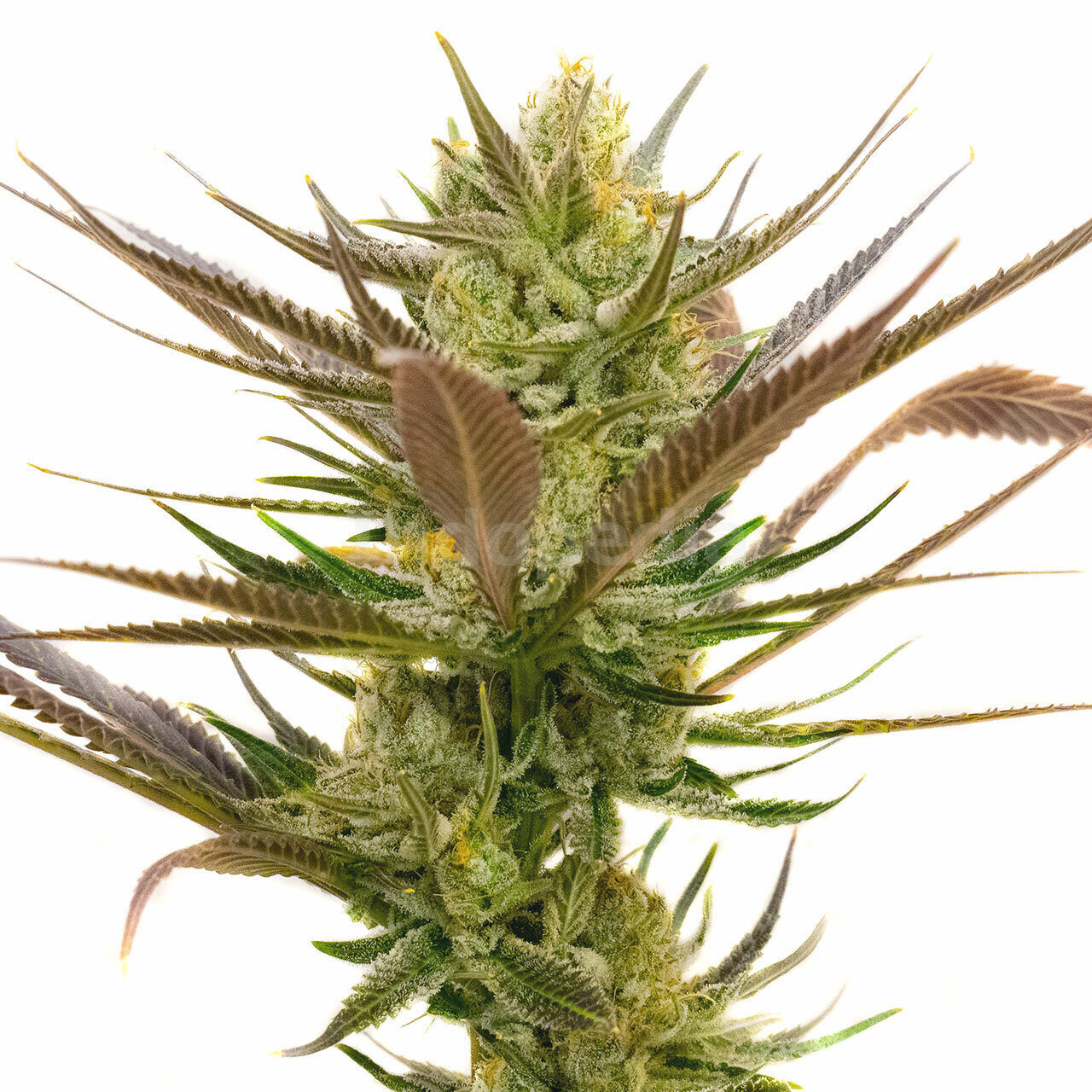 Banana Punch Feminized Cannabis Seeds