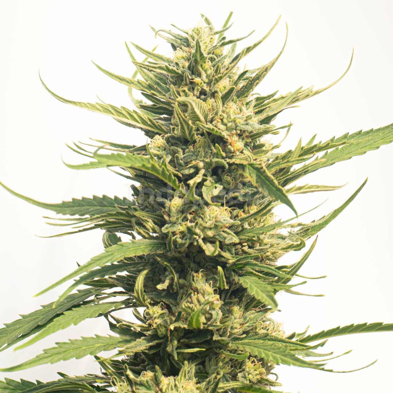 Big Bud Autoflower Cannabis Seeds