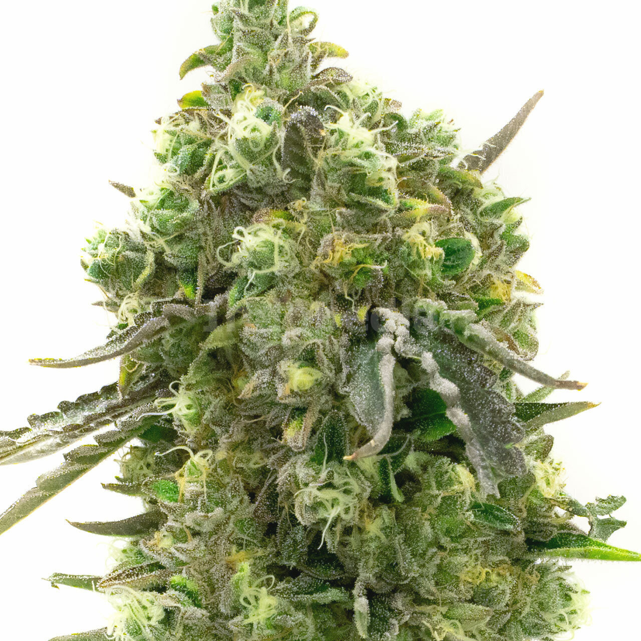 Big Bud Feminized Cannabis Seeds