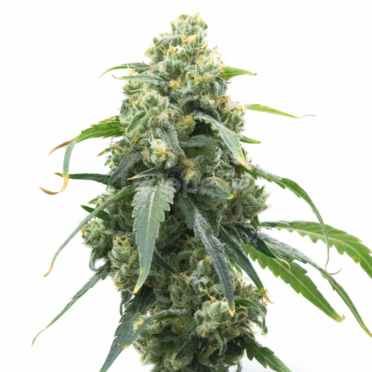 Big Bud Fast Version Cannabis Seeds