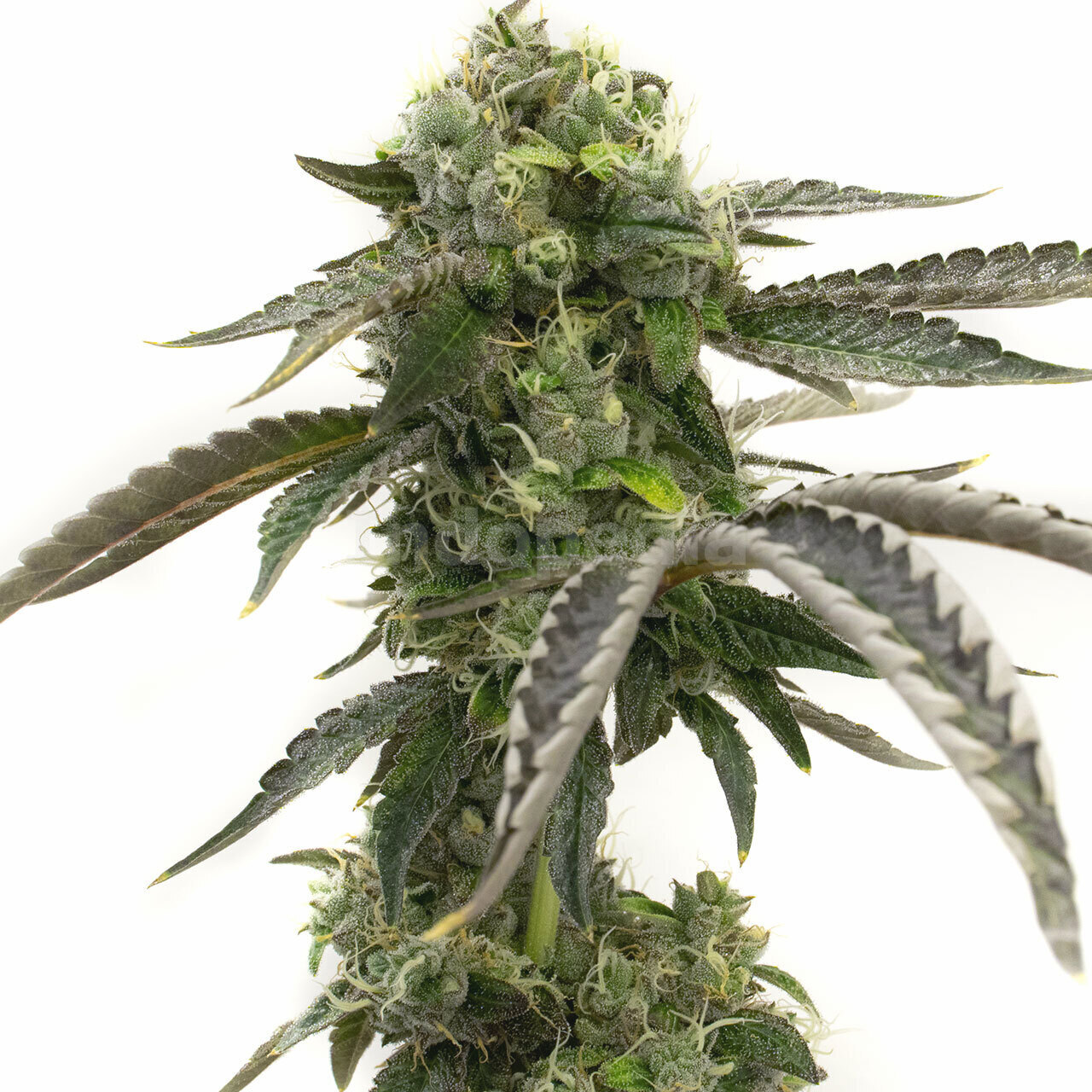 Big Devil Autoflower Cannabis Seeds