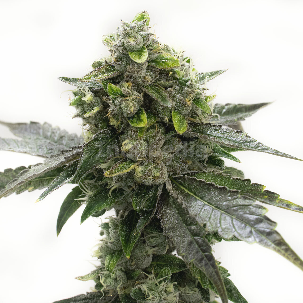 Black Domina Feminized Cannabis Seeds