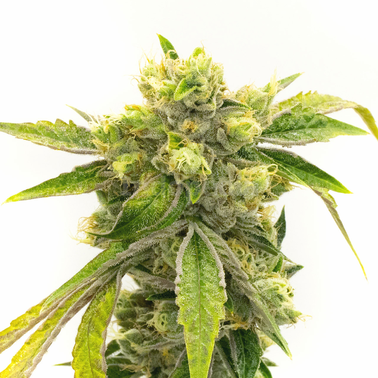 Black Domina Fast Version Cannabis Seeds