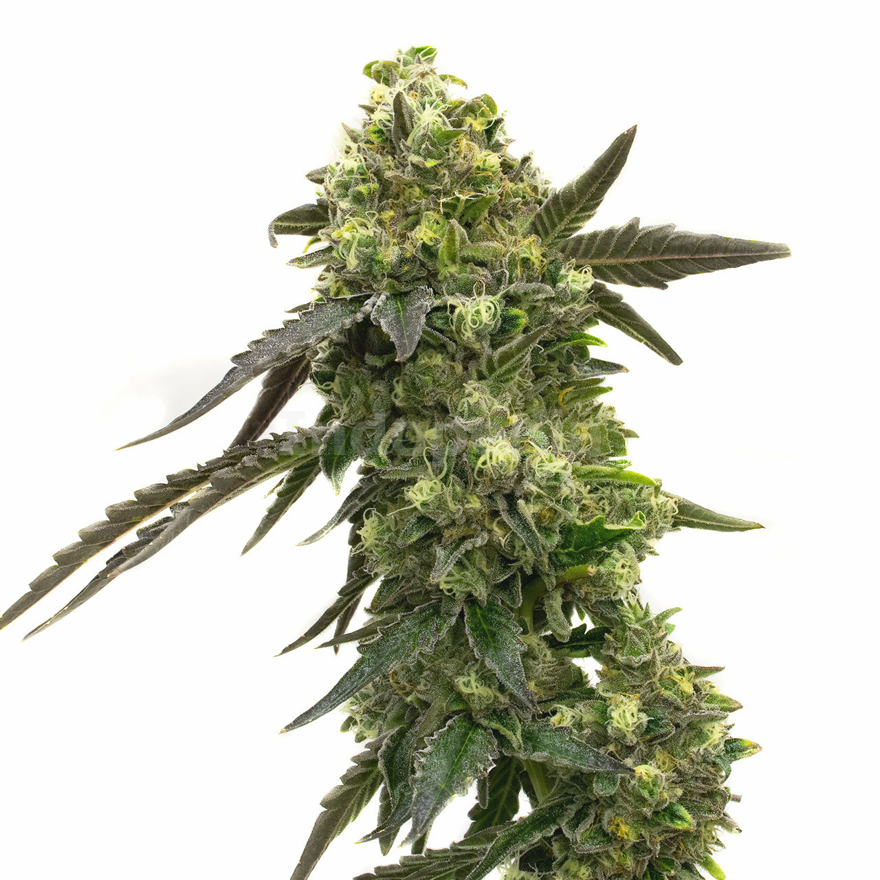 Black Jack Autoflower Cannabis Seeds