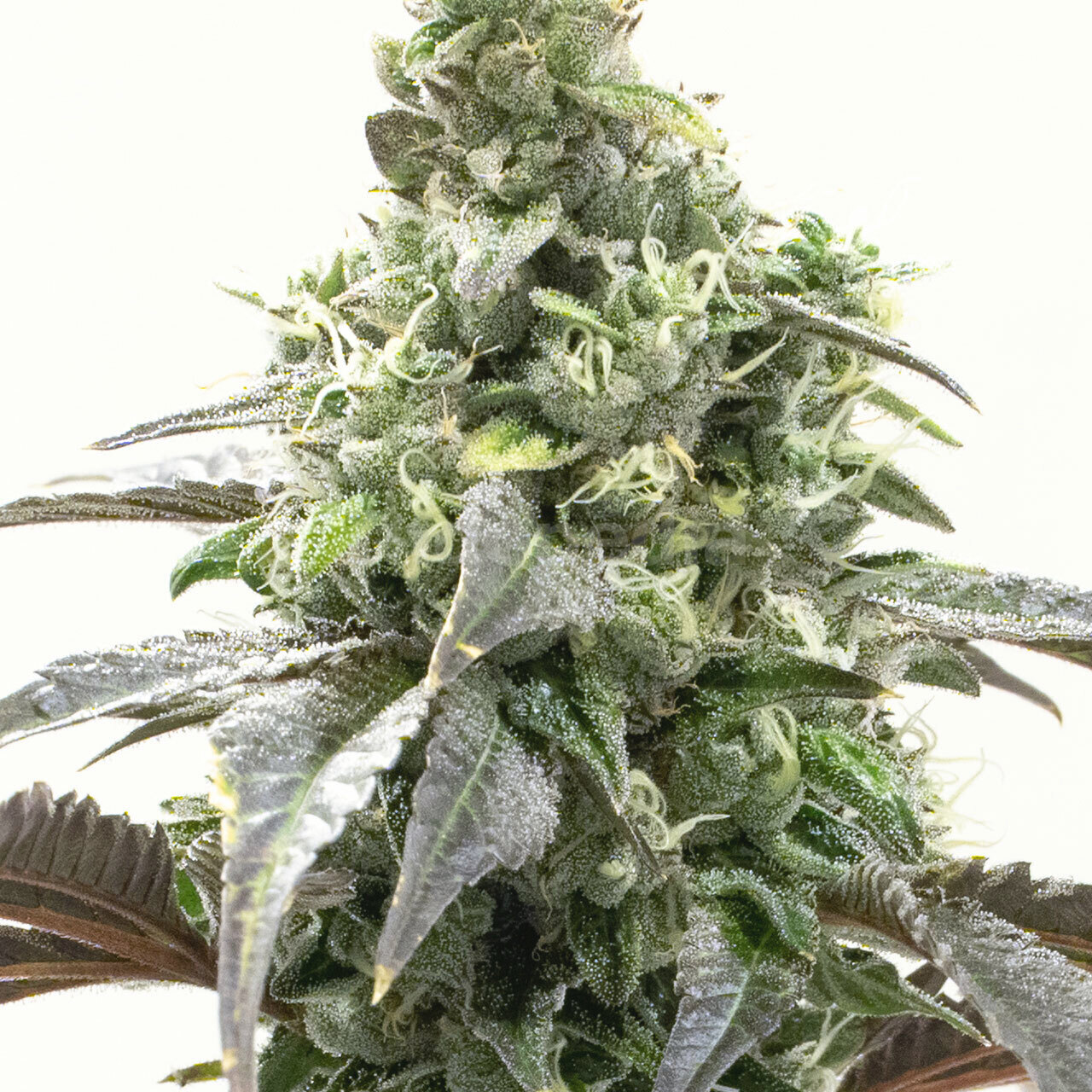 Black Widow Feminized Cannabis Seeds