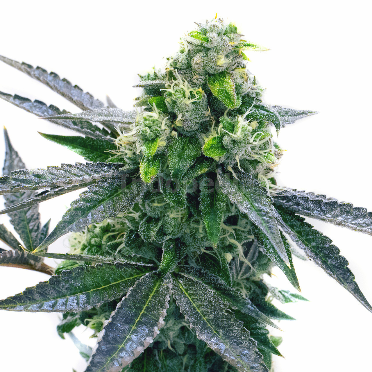 Blue Cheese Autoflower Cannabis Seeds