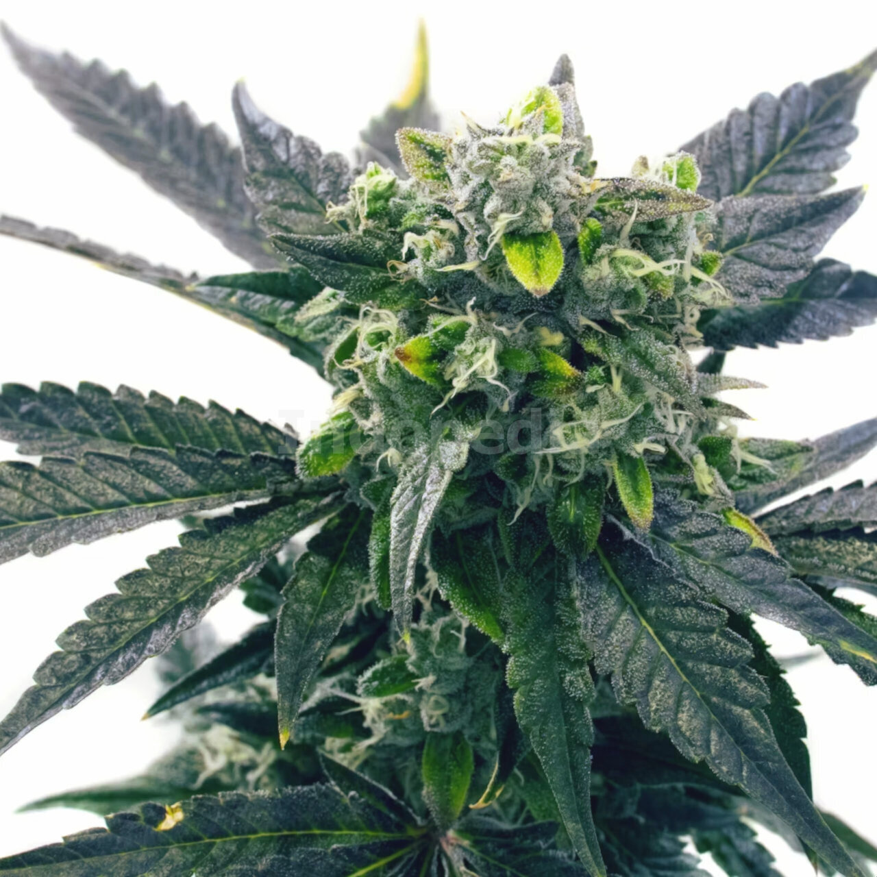 Blue Cookies Feminized Cannabis Seeds