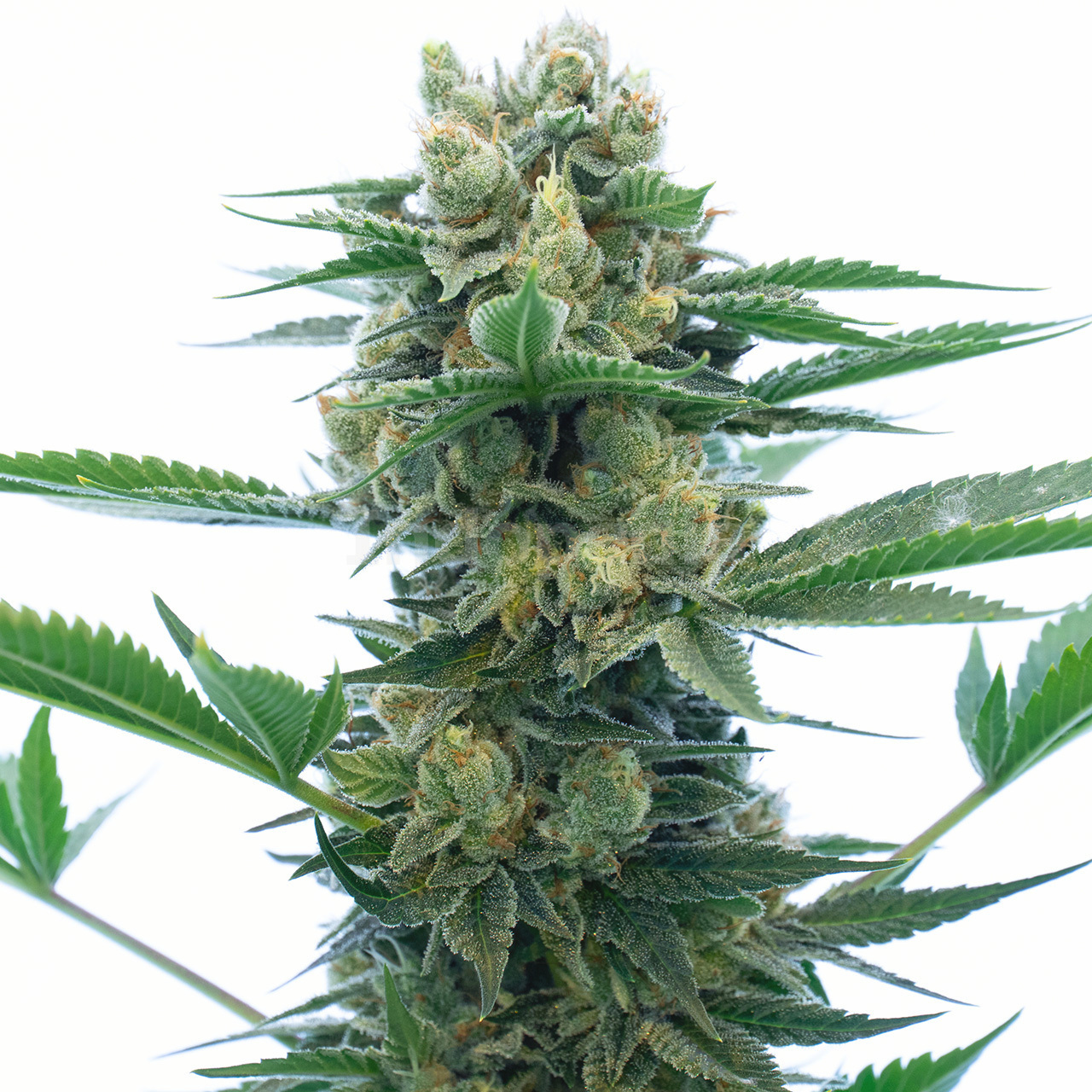 Blue Dream Autoflower Cannabis Seeds