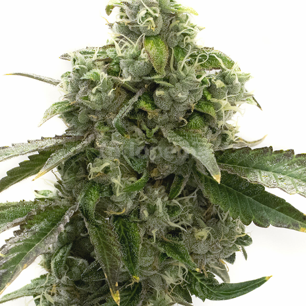 Blue Dream Feminized Cannabis Seeds