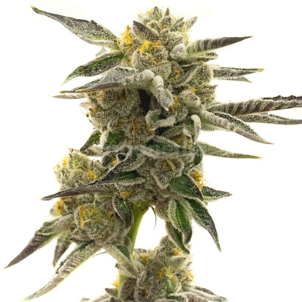 Blueberry Feminized Cannabis Seeds