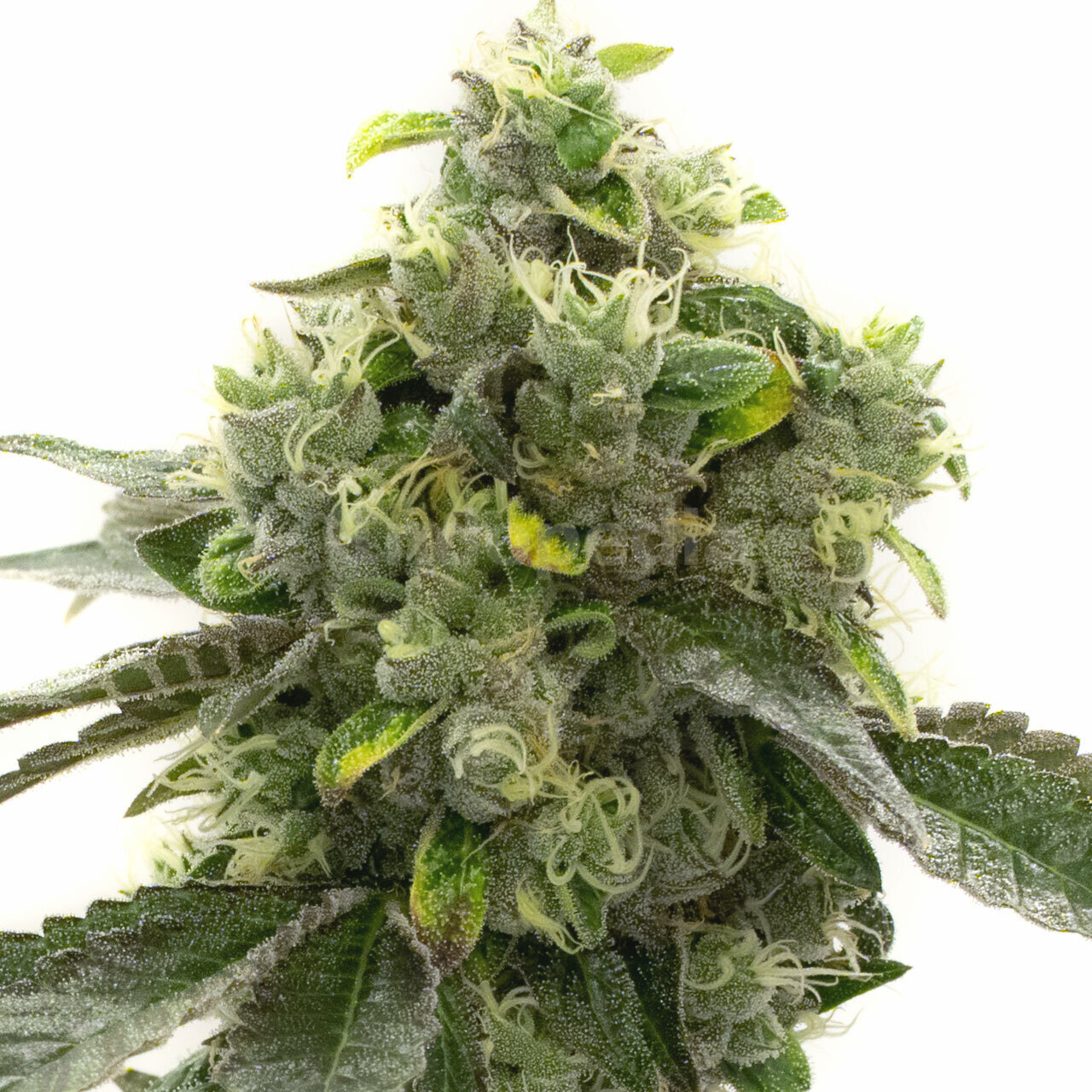 Bruce Banner Autoflower Cannabis Seeds