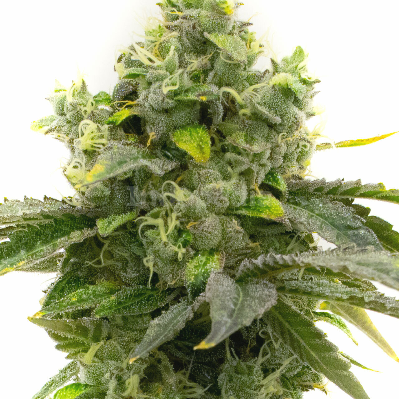 Bruce Banner Feminized Cannabis Seeds