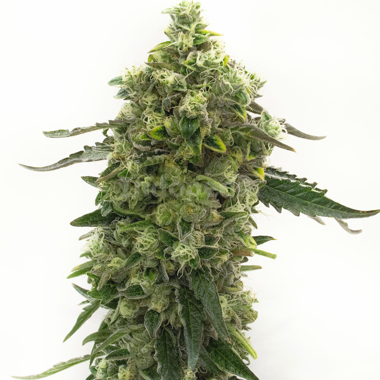 Bubba Kush Autoflower Cannabis Seeds