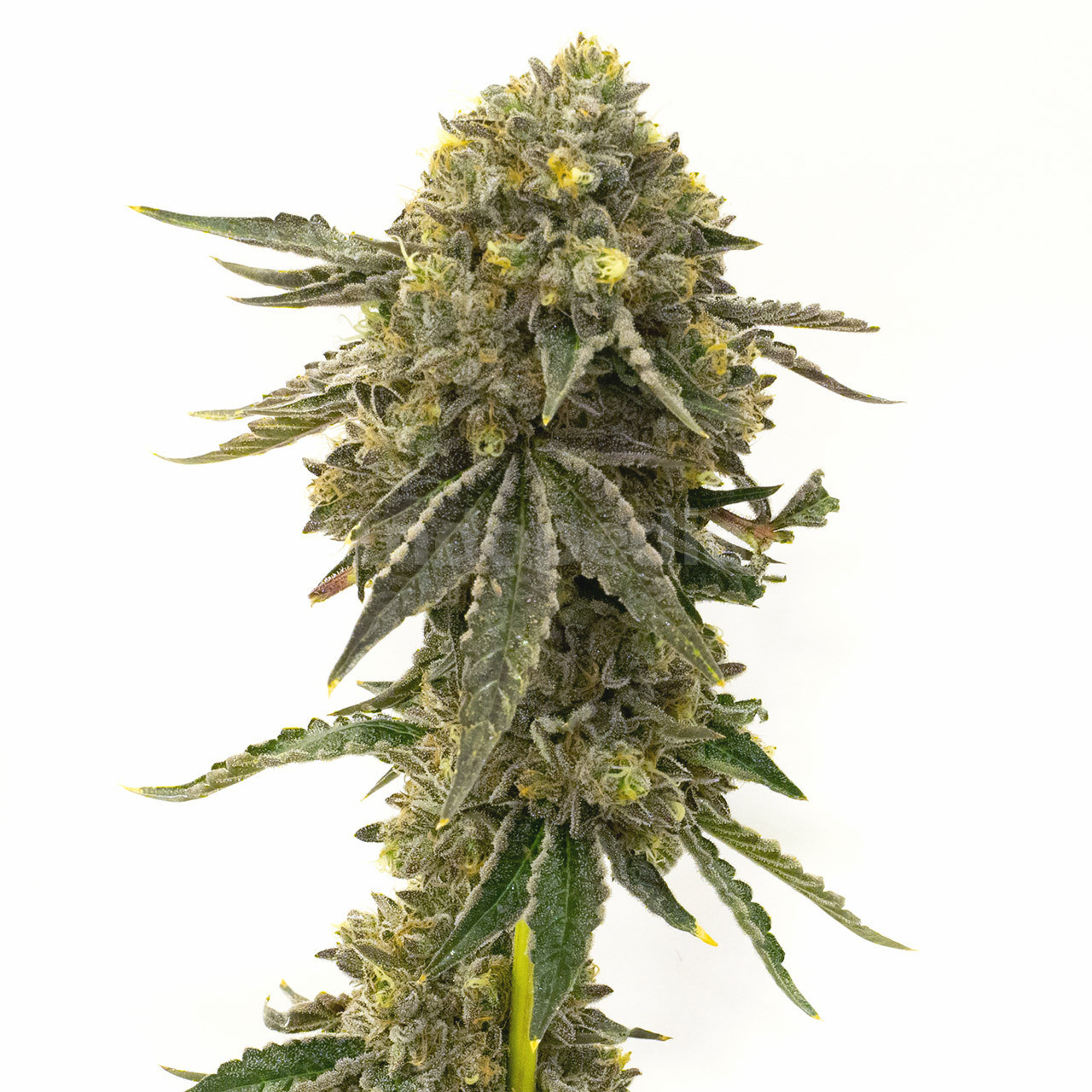 Bubba Kush Feminized Cannabis Seeds