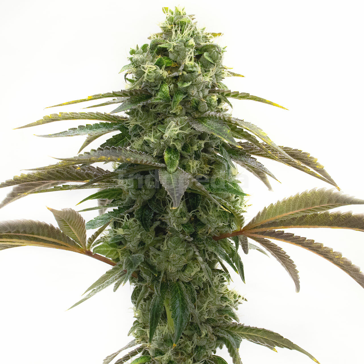 Bubblegum Autoflower Cannabis Seeds