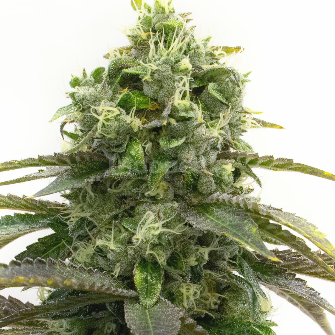 Bubblegum Feminized Cannabis Seeds