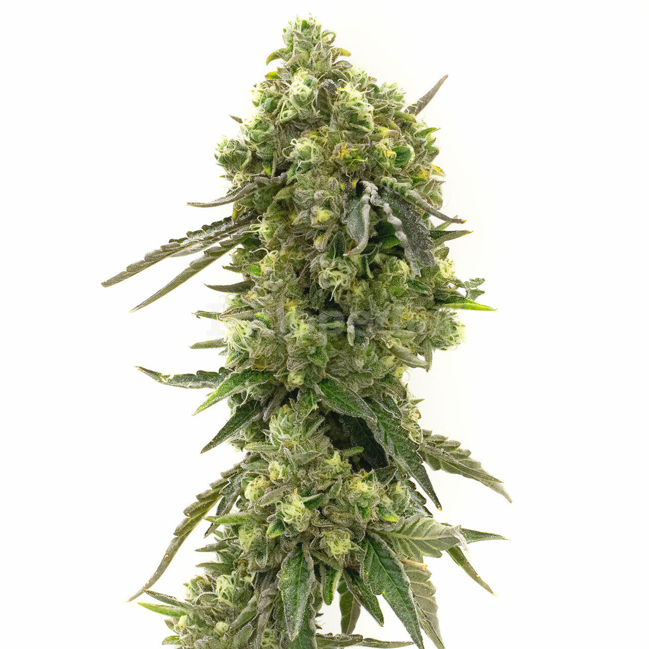 California Dream Feminized Cannabis Seeds