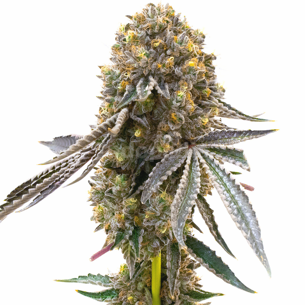 Candy Cream Autoflower Cannabis Seeds