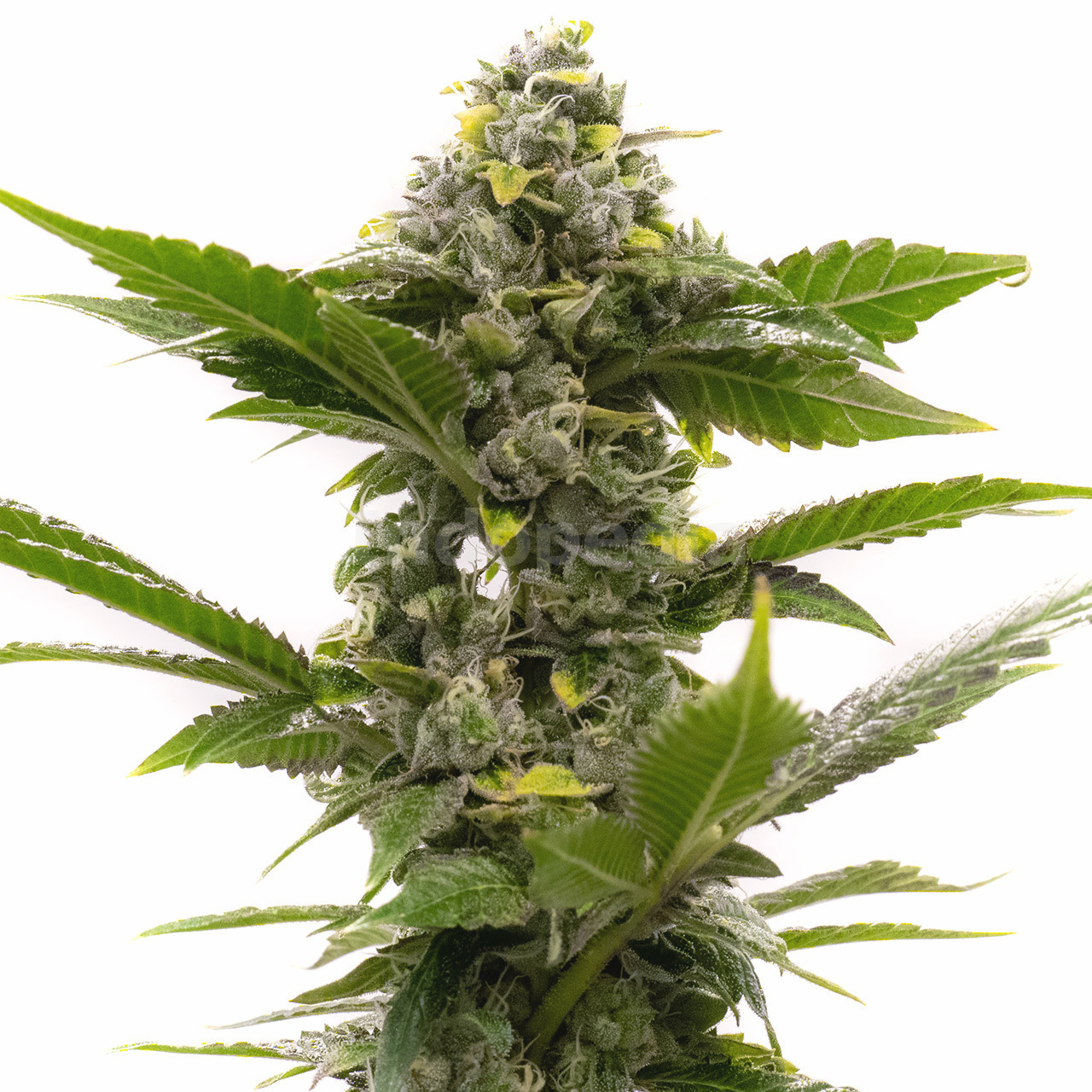 Candy Kush Feminized Cannabis Seeds