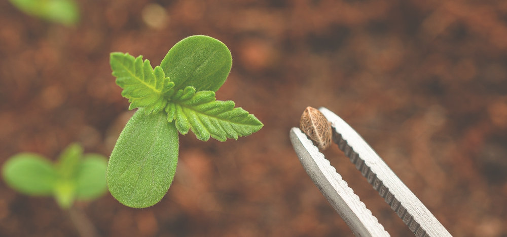 cannabis seedling and seed