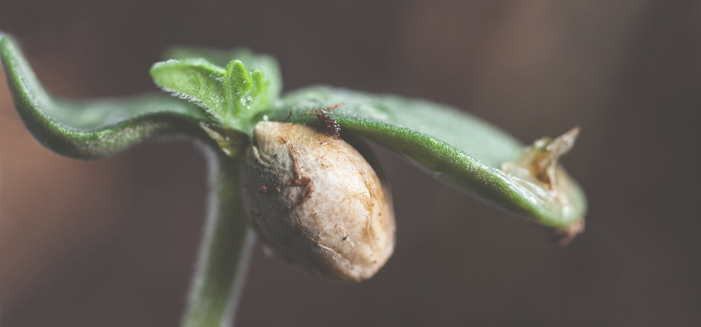 cannabis seedling sprouting