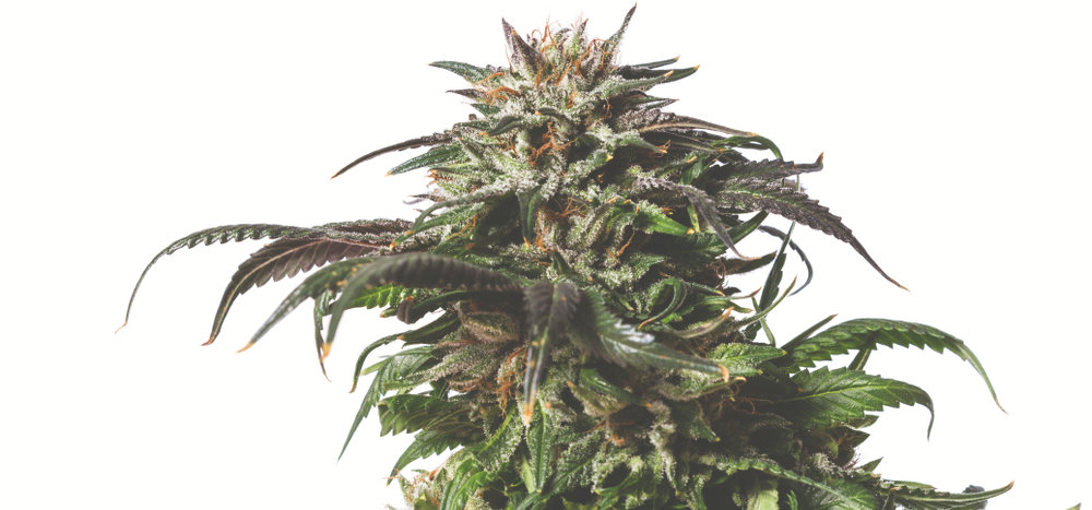 mature marijuana plant with buds
