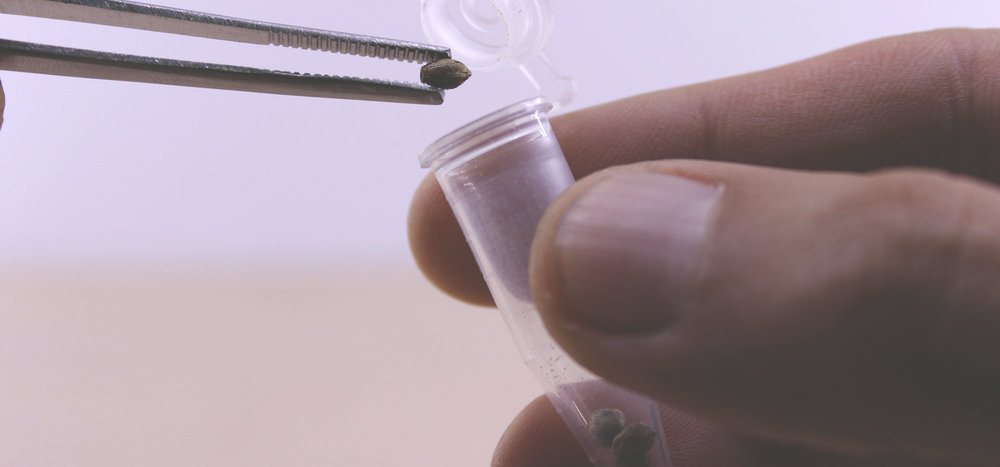 cannabis seeds being placed into container