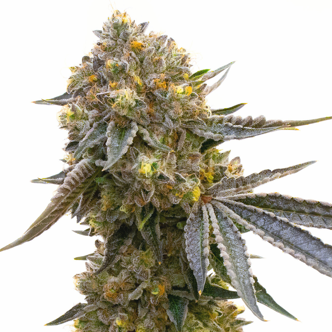 Cannatonic Feminized Cannabis Seeds