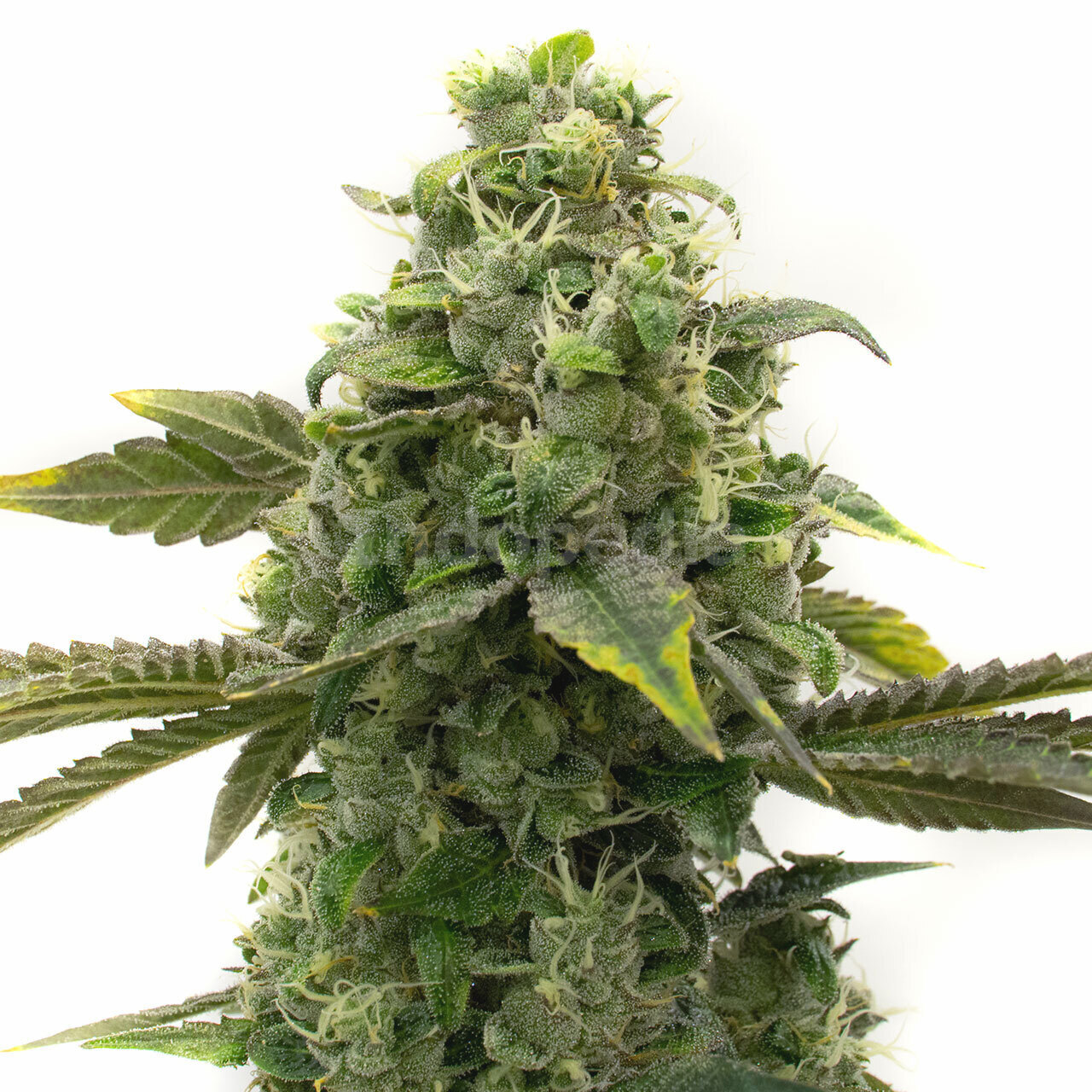 CBD ACDC Feminized Cannabis Seeds