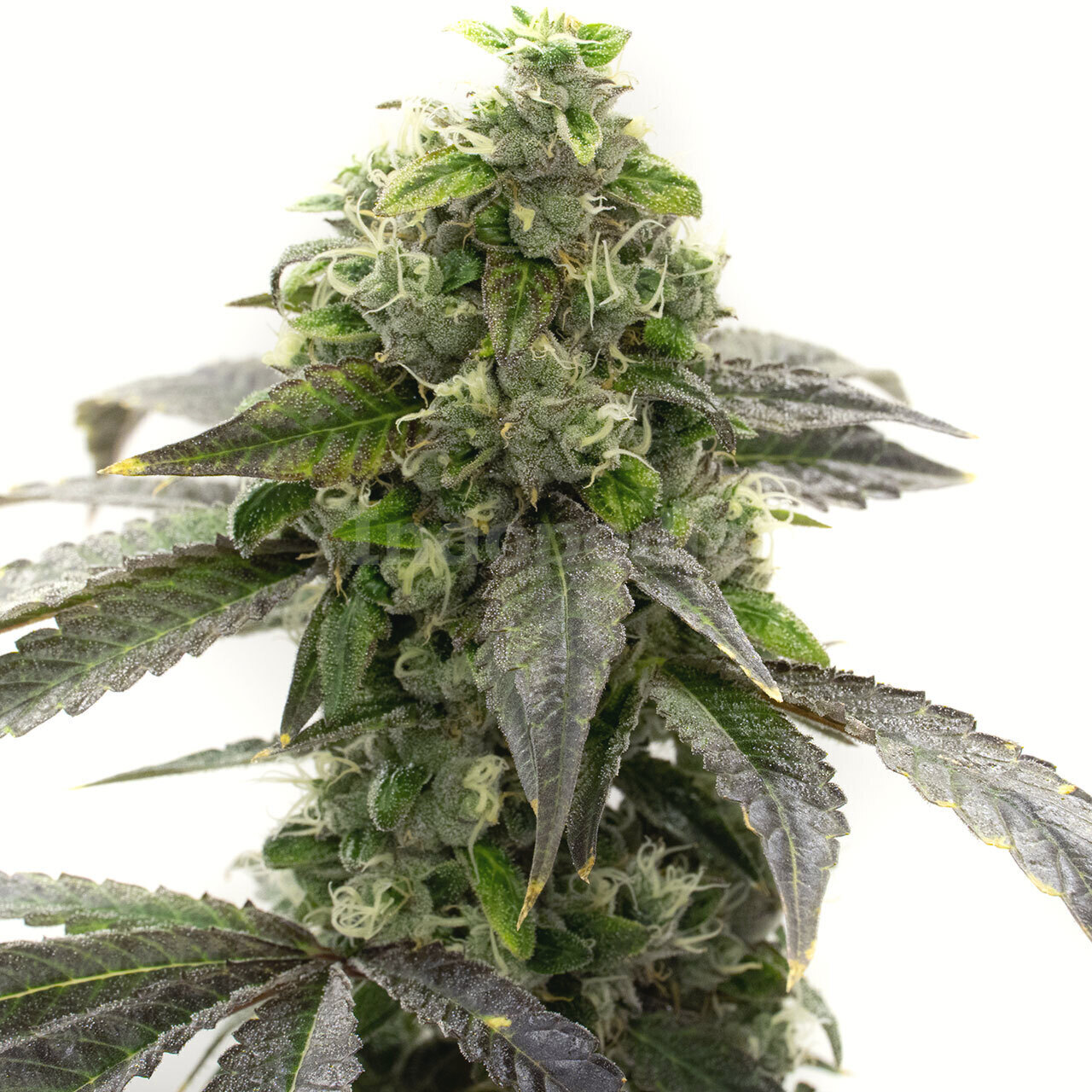 CBD Blueberry Feminized Cannabis Seeds